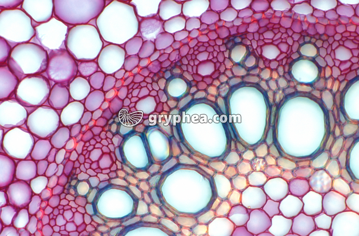 Racine d'Asperge - détail du cylindre central CT x100  - gryphea.com